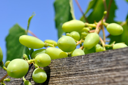 close-up of ripening grapes in the gardenの写真素材