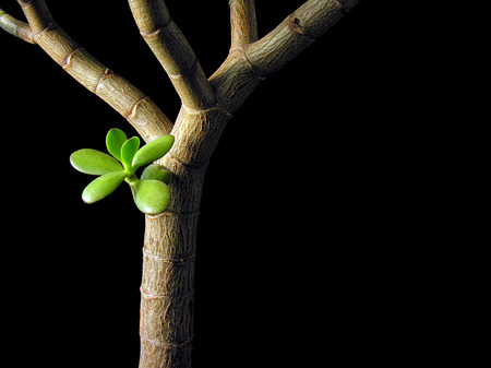   conceptual image of Crassula Ovata   Money Tree, Jade Plant , isolated on blackの写真素材