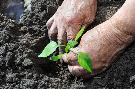farmer planting a pepper seedling in the vegetable gardenの写真素材