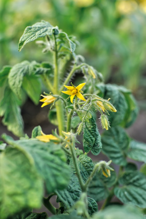 close-up of a blooming tomato plant in the vegetable gardenの写真素材
