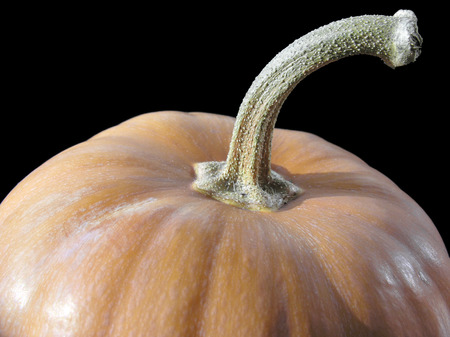 close-up of pumpkin isolated on blackの写真素材