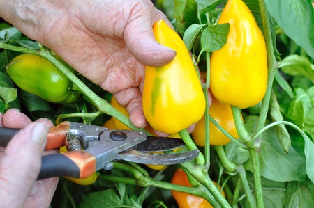 farmer harvesting ripe pepper in the vegetable garden