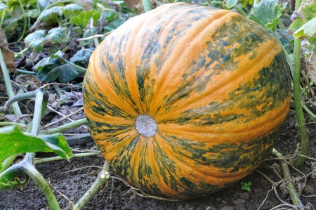 close-up of pumpkin in the fieldの写真素材