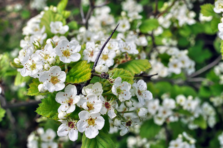 close-up of  blooming hawthorn tree branchの写真素材