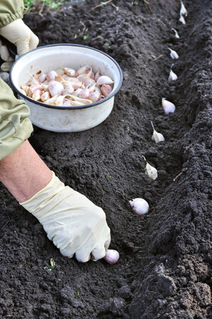 farmer planting garlic in the vegetable gardenの写真素材