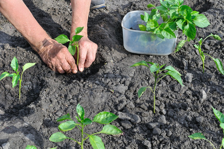 farmer  planting a pepper seedling in the vegetable gardenの写真素材