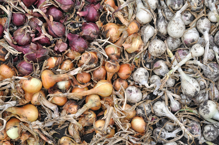 freshly harvested assorted ripe onion bulbs  in the vegetable gardenの写真素材