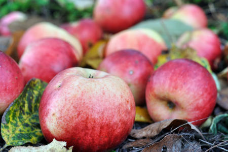 close-up of colorful organic apples in the orchardの写真素材