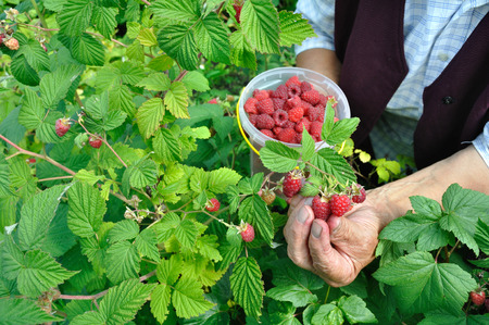 hands of senior woman picking raspberries in the gardenの写真素材