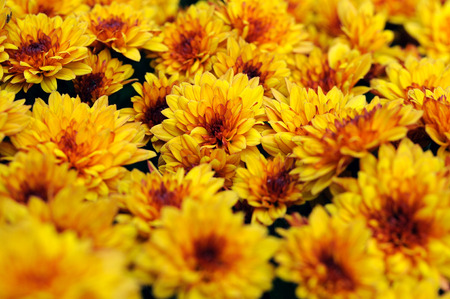 close-up of yellow chrysanthemum flowers at the flowerbedの写真素材