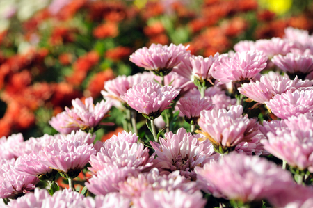 close-up of pink chrysanthemum flowers at the foreground in the flowerbed, selective focusの写真素材