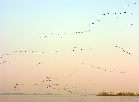 a great many of migrant birds flying in a clear sky in evening
