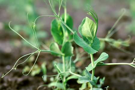 close-up of the growing garden pea in the vegetable gardenの写真素材