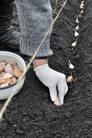 Farmer's hand planting garlic in the vegetable garden,vertical compositionの写真素材