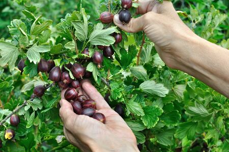 gardener's hands picking ripe gooseberries in the gardenの写真素材