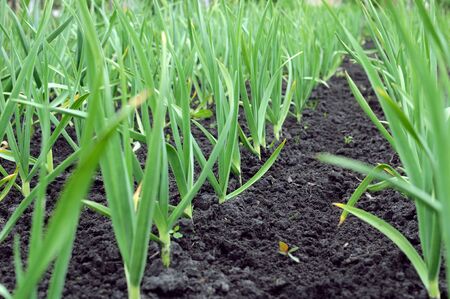 organically cultivated garlic plantation in the vegetable garden  