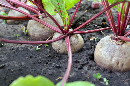 close-up of organically cultivated  beetroot plantation in the vegetable garden