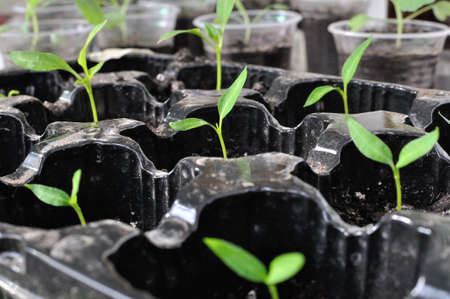 close-up of pepper seedlings in the greenhouse ready for planting in the vegetable gardenの写真素材