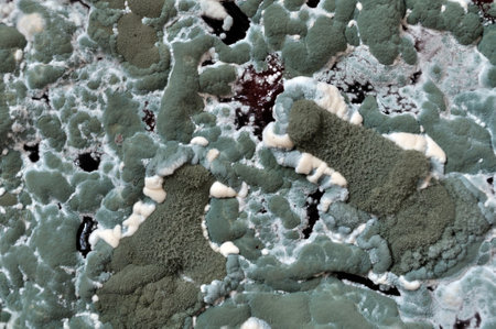 mould colonies growing on the old cherry compote surface