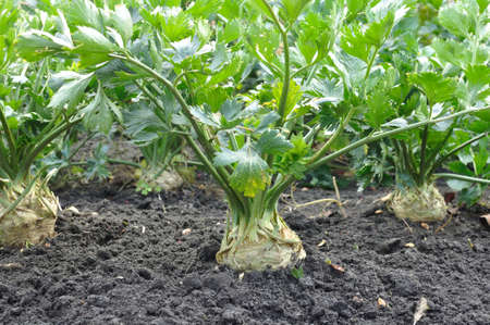 close-up of celery plantation (root vegetables)  in the vegetable garden