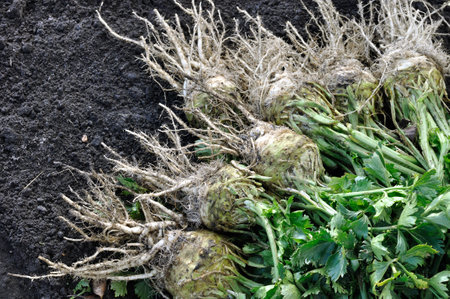the stack of freshly harvested and washed ripe celery (root vegetables)  in the vegetable gardenの写真素材