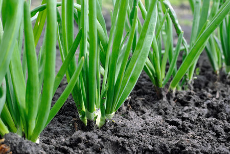 close-up of growing green onion in the vegetable gardenの写真素材
