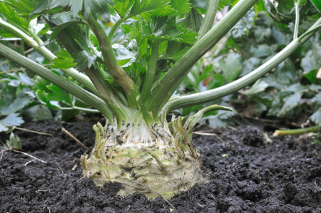 closeup of growing root celery plant  (root vegetables) in the vegetable gardenの写真素材