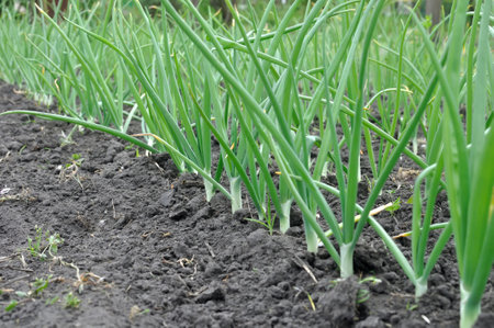 close-up of growing green onion in the vegetable gardenの写真素材