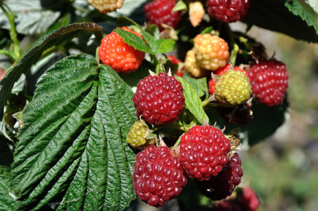 close-up of raspberry branch in the garden