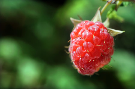 single berry of raspberry, close-up, sunny summer day in the gardenの写真素材