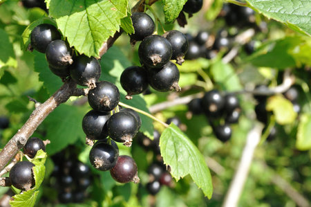 close-up of ripening organic black currant branch in the garden at summer dayの写真素材