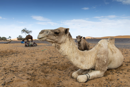Camels resting on the desert while waiting the tourists for the excursionの写真素材