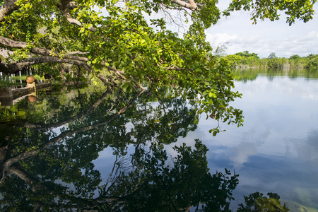 A cenote in the coast of Mexicoの写真素材
