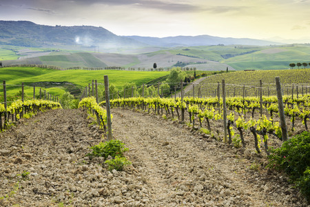 Vineayrd in the tuscan countrysideの写真素材