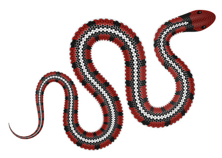 Coral snake vector illustration isolated on white background.のイラスト素材
