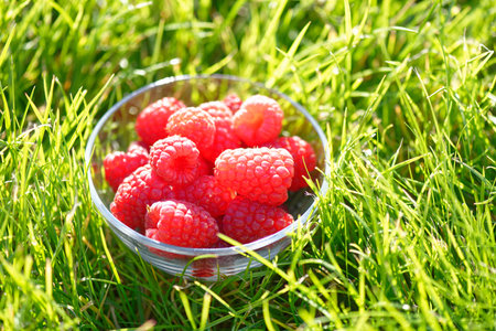 Ripe raspberries in a glass bowl on green grass. selective focus. Low DOFの写真素材