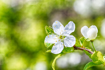 White cherry flowers and fresh green leaves in the garden