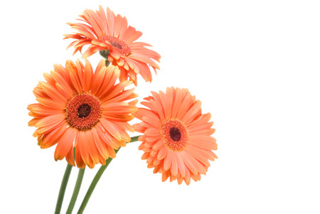 Three gerbera flowers isolated on whiteの写真素材
