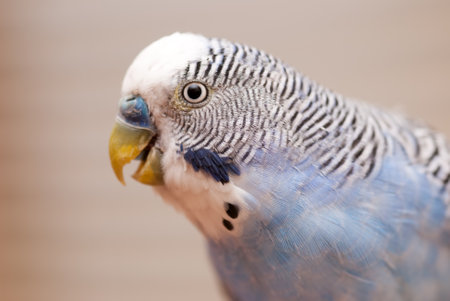 A close-up portrait of a blue budgerigarの写真素材