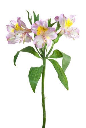Alstroemeria flower blossom isolated on whiteの写真素材