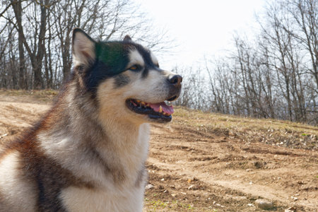 Alaska malamute in the early spring forest