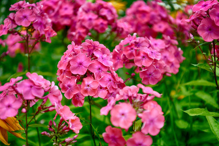 Pink phlox in the garden on a sunny dayの写真素材
