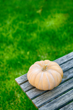 Pumpkin on a wooden table on the lawnの写真素材