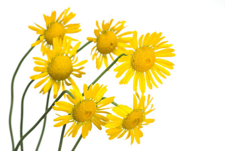 Yellow daisy (chamomile) flowers on whiteの写真素材