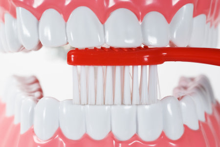 Artificial plastic teeth with a tooth brushの写真素材