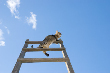 A cat on a top of a staircase in the sky, with copy spaceの写真素材