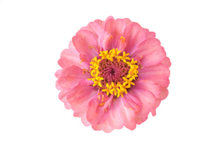 Flower pattern decoration isolated on the white background