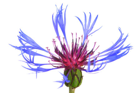 A single centaury flower isolated on white(Centaurea jacea).の写真素材