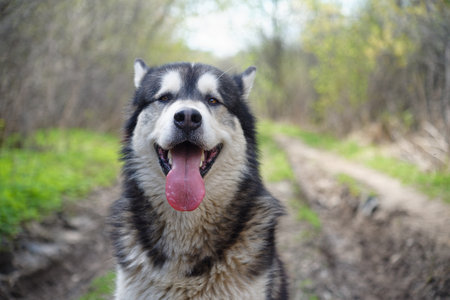 Alaska malamute in the early spring forestの写真素材