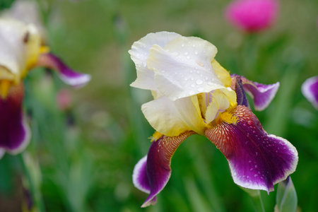 White purple iris flower on green lawn backgroundの写真素材